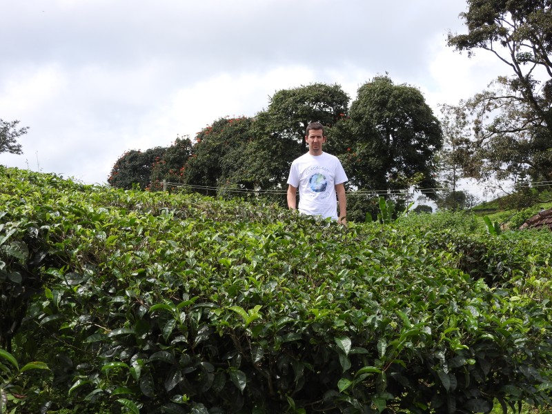 16 PERIYAR Piantagione di te